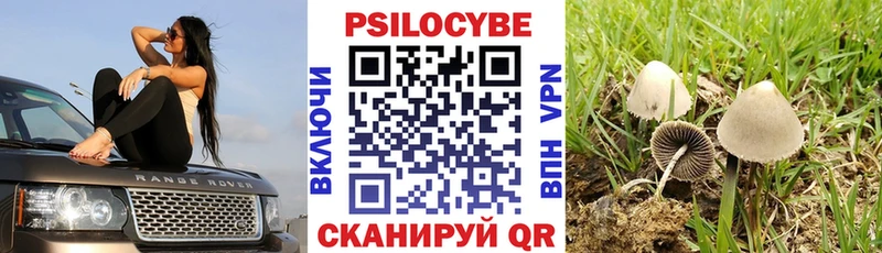 Псилоцибиновые грибы Psilocybine cubensis  Светогорск 